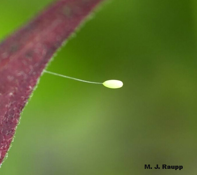 Green lacewing eggs are deposited at the tip of slender stalks.