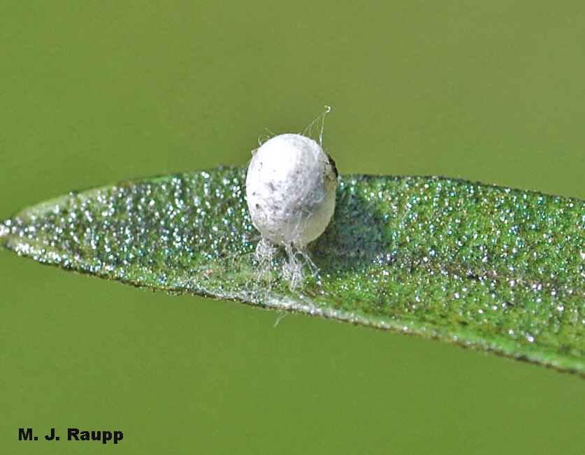 Silken spheres attached to the leaf’s surface provide safe haven for the green lacewing larva to transform into the gorgeous adult.