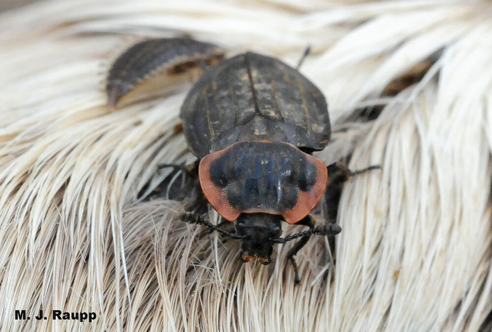 A margined carrion beetle takes a break from eating flesh and maggots to glam for the camera.