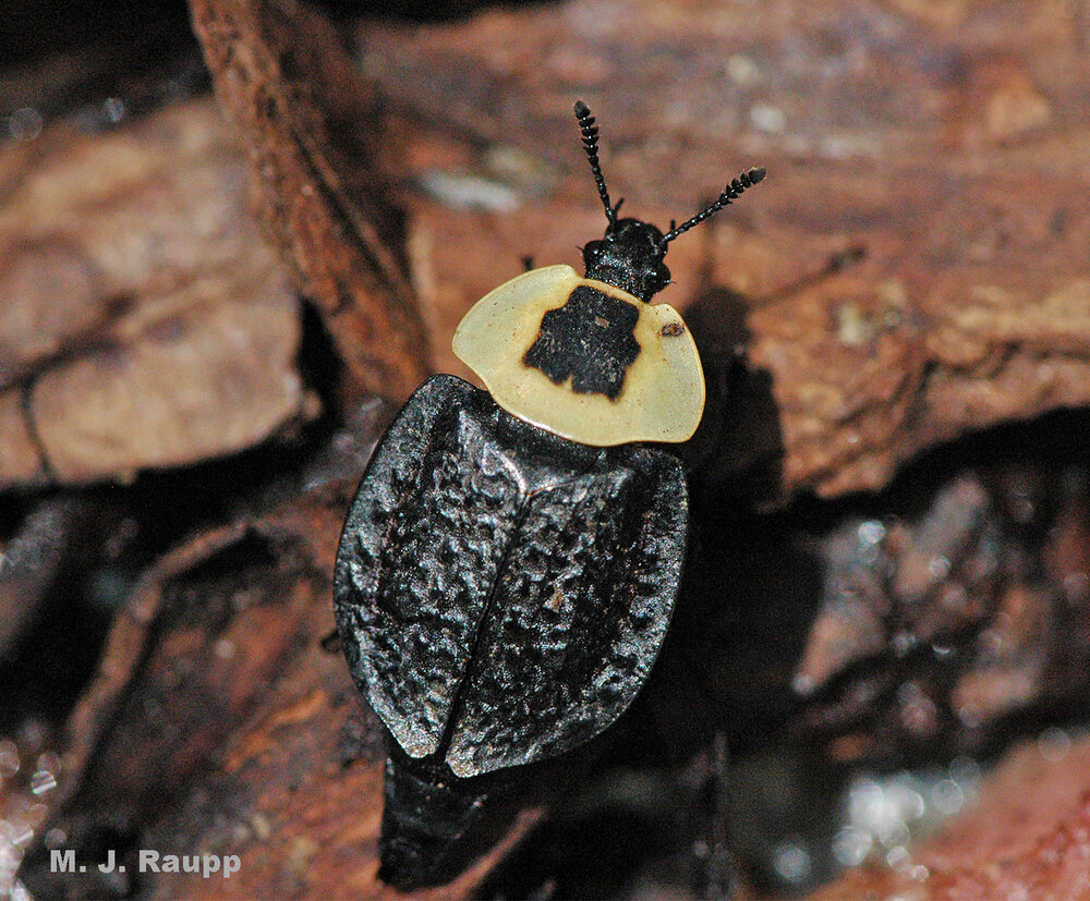 A nocturnal jaunt near a carcass reveals a pretty American carrion beetle caught in the beam of a flashlight.