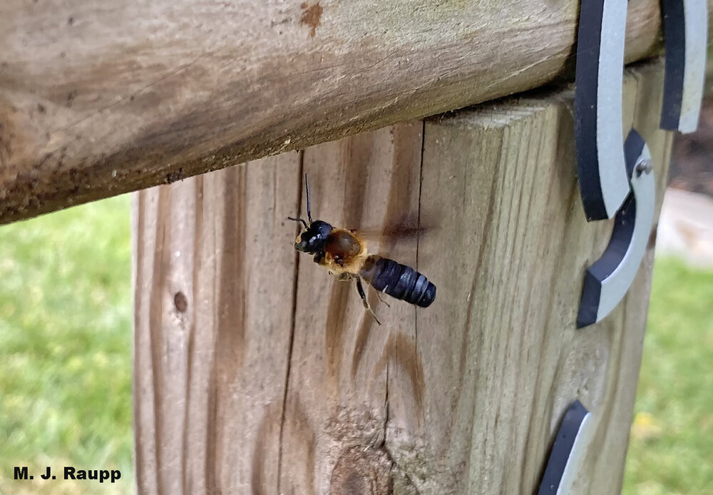 Who's that checking out the mailbox post? Giant resin bee!