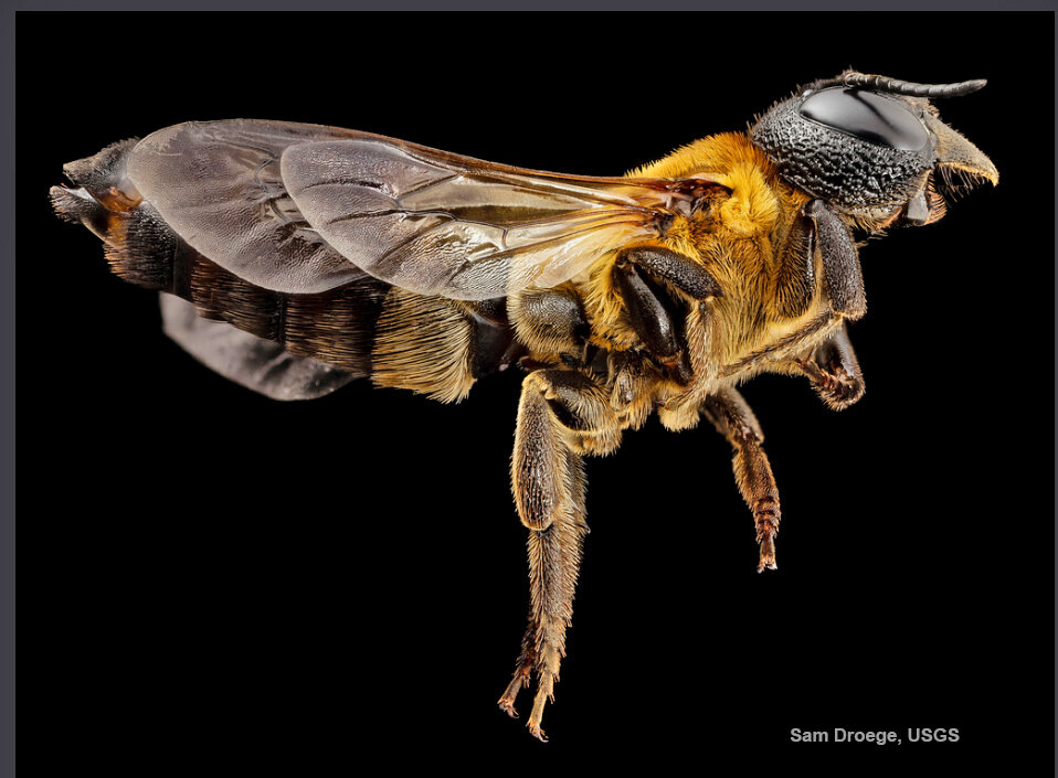 This fantastic enhanced image reveals the beauty of a female giant resin bee. Photo credit Sam Droege, USGS.