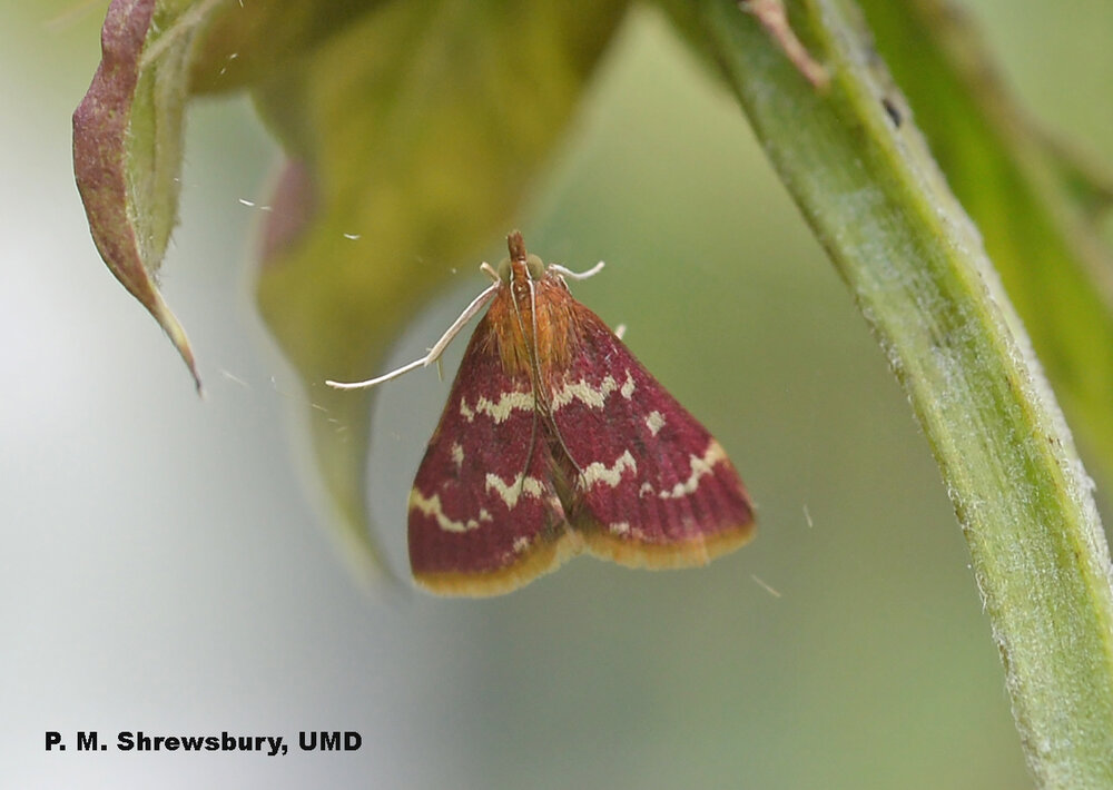Eggs laid in flower heads by the pretty raspberry pyrausta moth hatch into hungry caterpillars ready to pillage monarda blossoms. Image credit: P. M. Shrewsbury, UMD