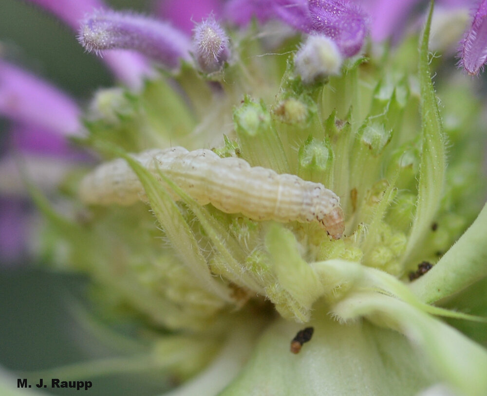 A small creamy colored caterpillar is the marauder feasting on my flowers.