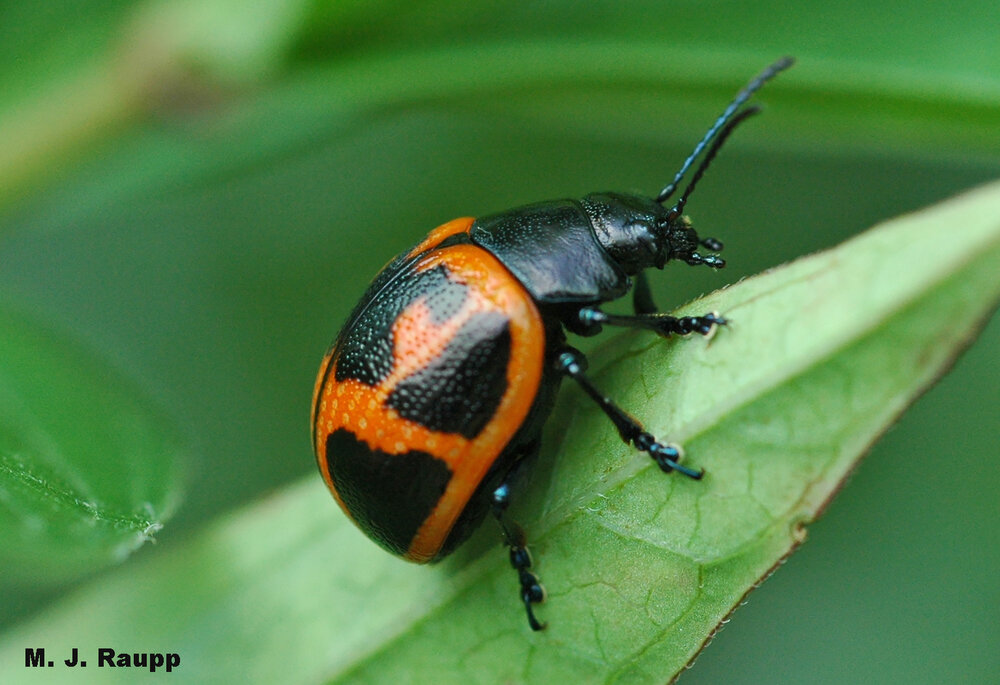 Beautiful adult milkweed leaf beetles sport Mother Nature’s warning colors of orange and black.