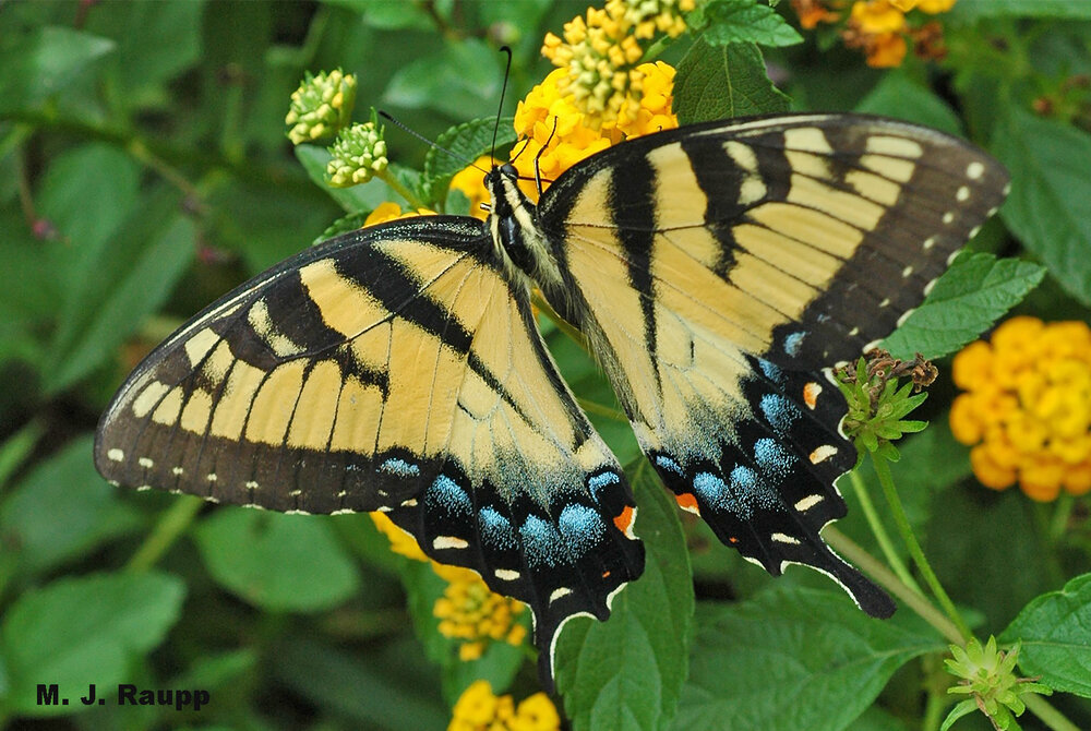 Beautiful eastern tiger swallowtails have been relatively scarce in my garden thus far this year.