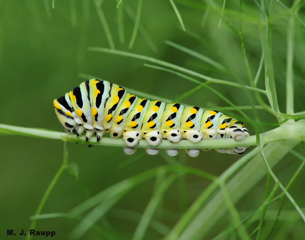 My dill and parsley escaped the jaws of very hungry black swallowtail caterpillars that usually grace my herb garden each summer.