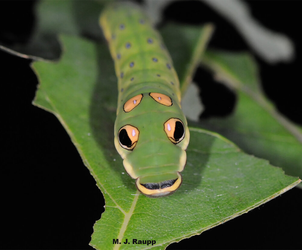 No spice bush swallowtails or their amusing caterpillars have yet appeared in my landscape.