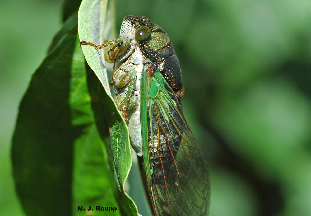 Gorgeous annual cicadas chorus in daytime and evening on toasty summer days.