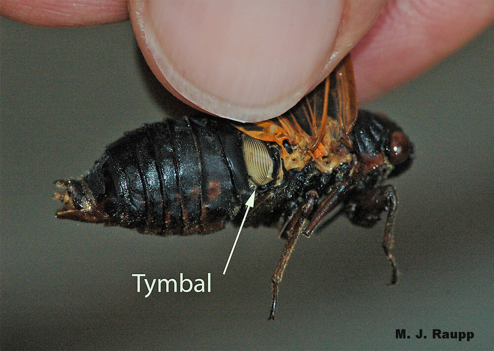 By rapidly vibrating tymbal organs of each side of their abdomen, cicadas produce otherworldly songs.