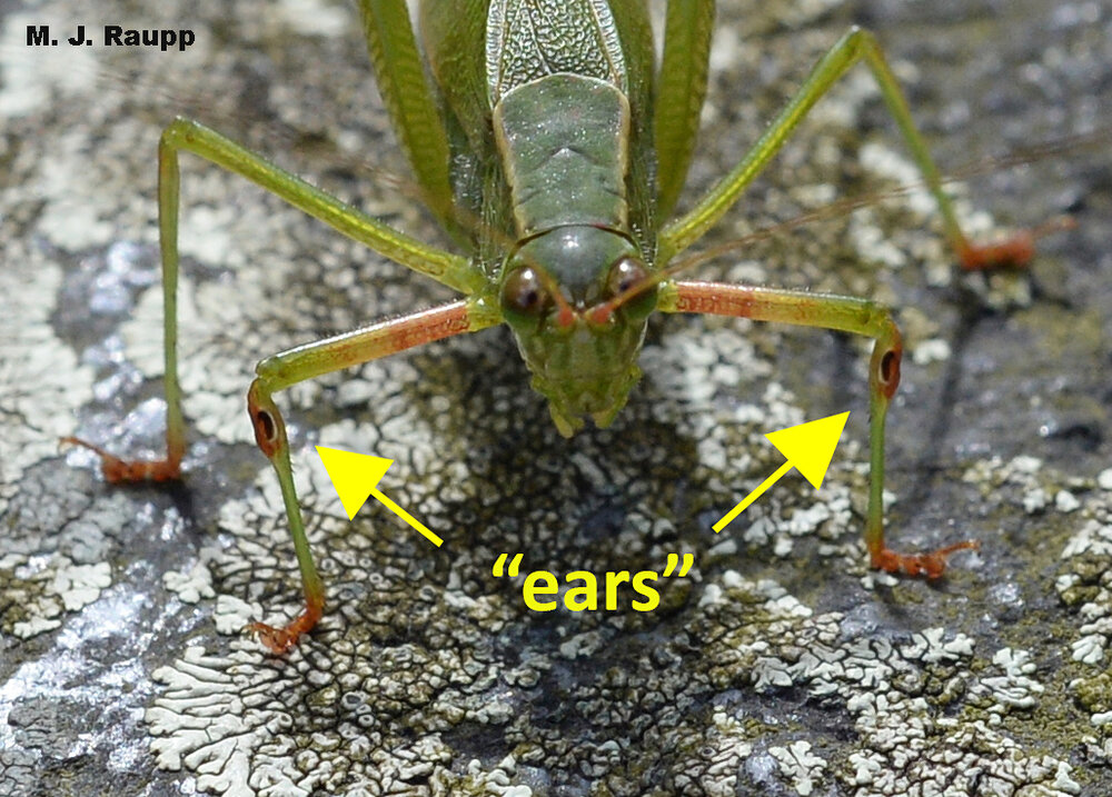The dark chambers on the front legs of the katydid collect vibrations in the air enabling it to hear the calls of other katydids.