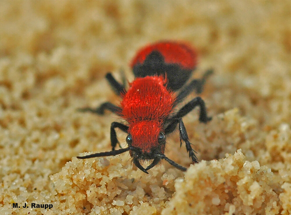 Powerful jaws help the velvet ant defend itself.