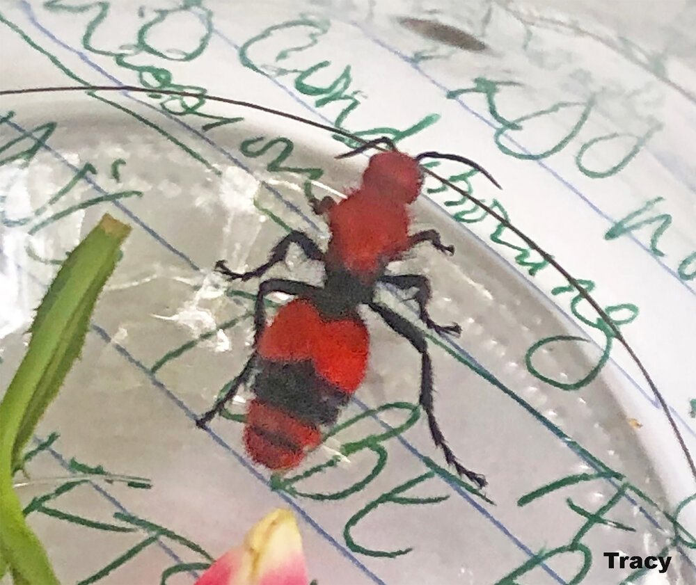 Must have been a brave soul who corralled this red velvet ant in a drinking glass. Photo credit: Tracy