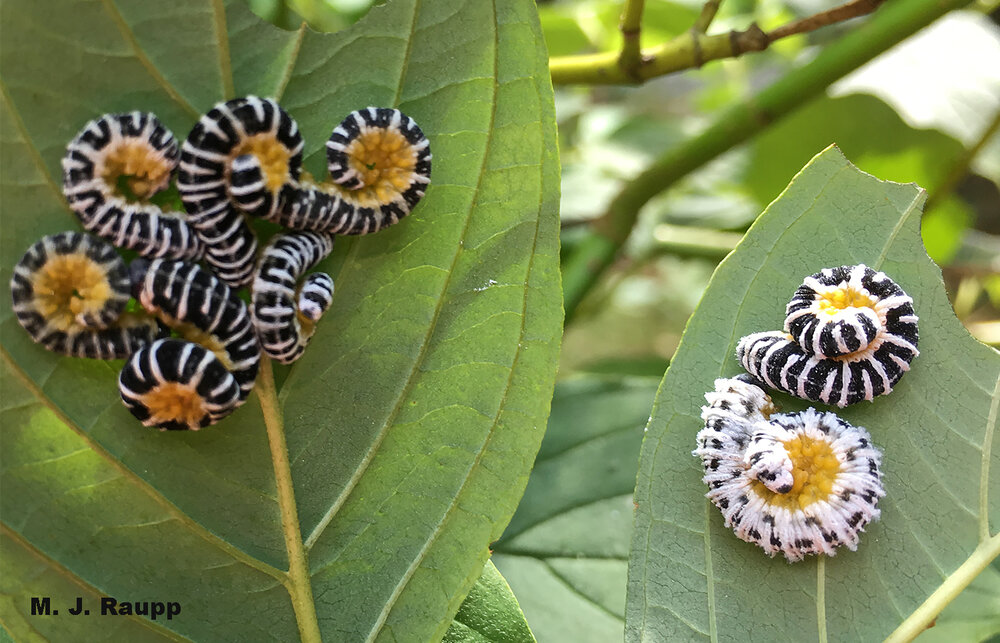 Beautiful dogwood sawfly caterpillars assume their characteristic curly pose between bouts of defoliating dogwoods.