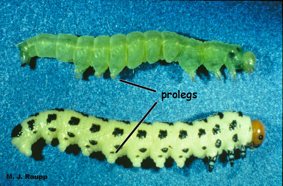 An easy way to tell the difference between caterpillars, the larvae of moths and butterflies, and sawfly larvae is to count the pairs of appendages called prolegs on their abdominal segments. Caterpillars like the larva on top have five or fewer pairs of prolegs. Sawfly larvae like the one below usually have six or more pairs of prolegs.