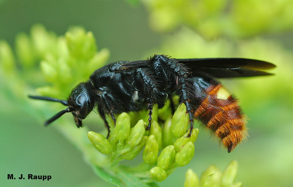 This hairy wasp with a yellow spot on each side of the abdomen digs through the soil to lay its lethal spawn on subterranean beetle grubs. White grubs, be very afraid when Scolia dubia comes to the garden.