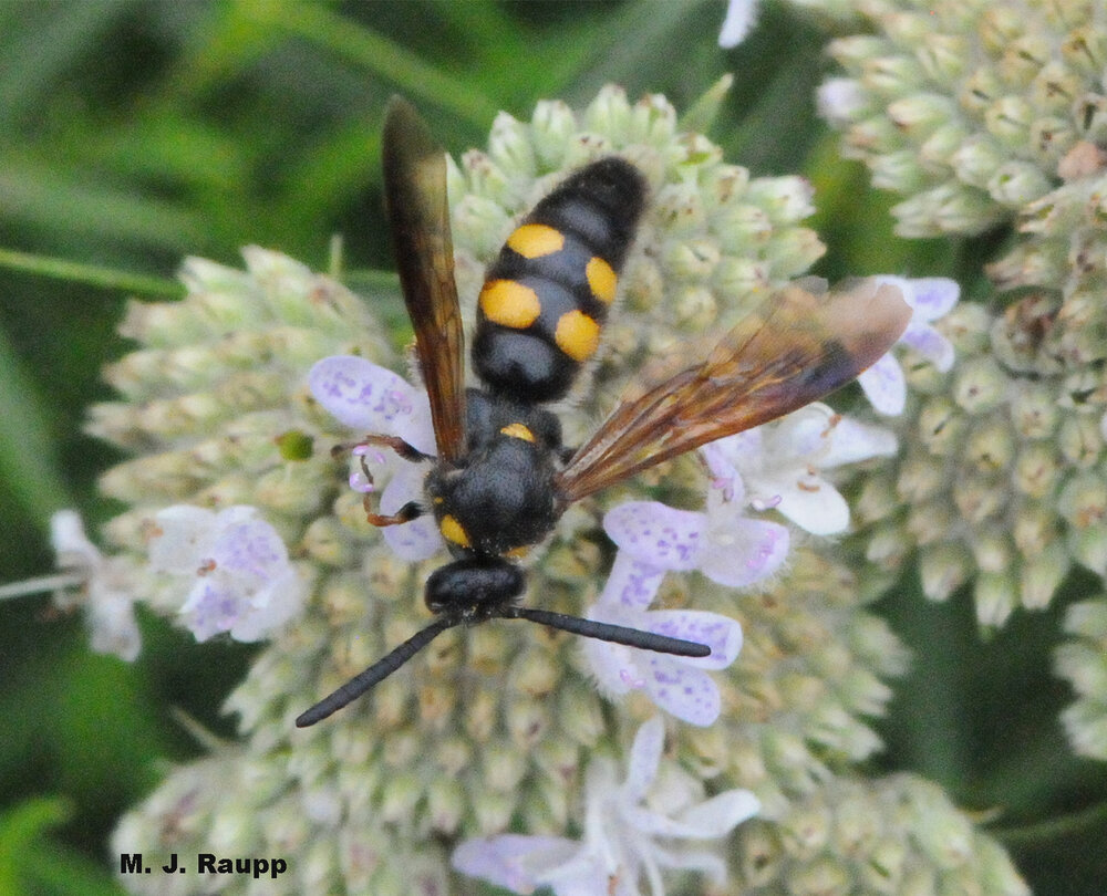 Four yellow spots on the abdomen of Scolia nobilitata make it easy to distinguish from its cousin, Scolia dubia .