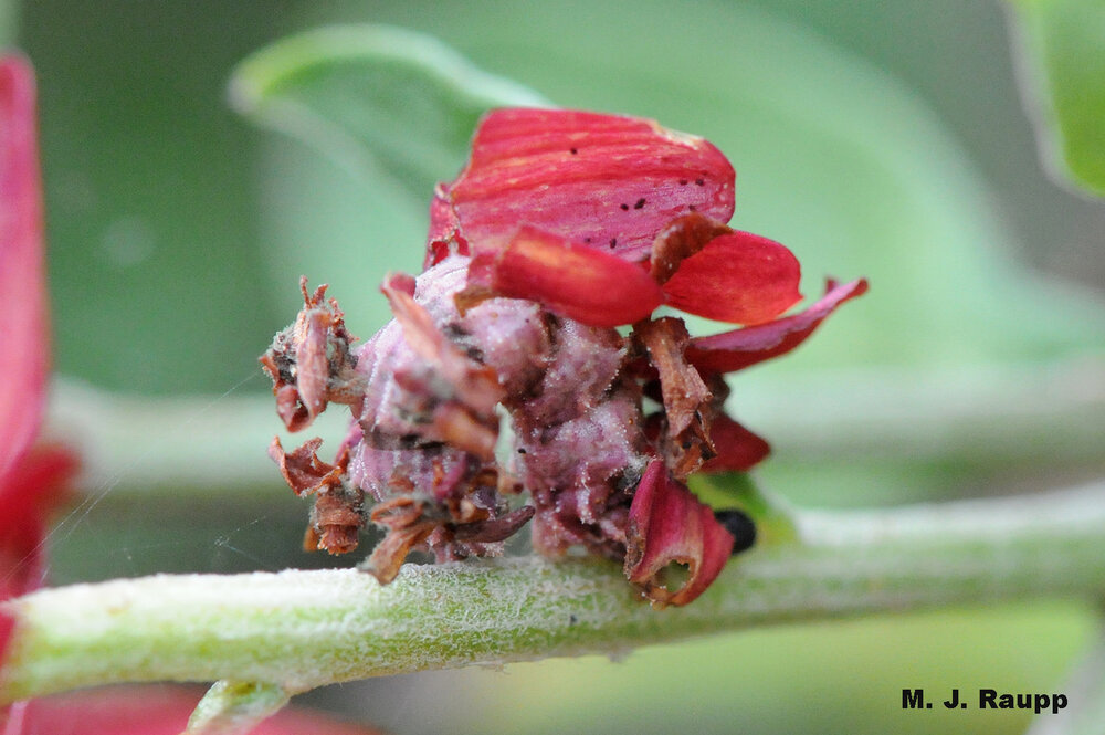 Ok, if you can find the caterpillar, on which end is the head, left or right?