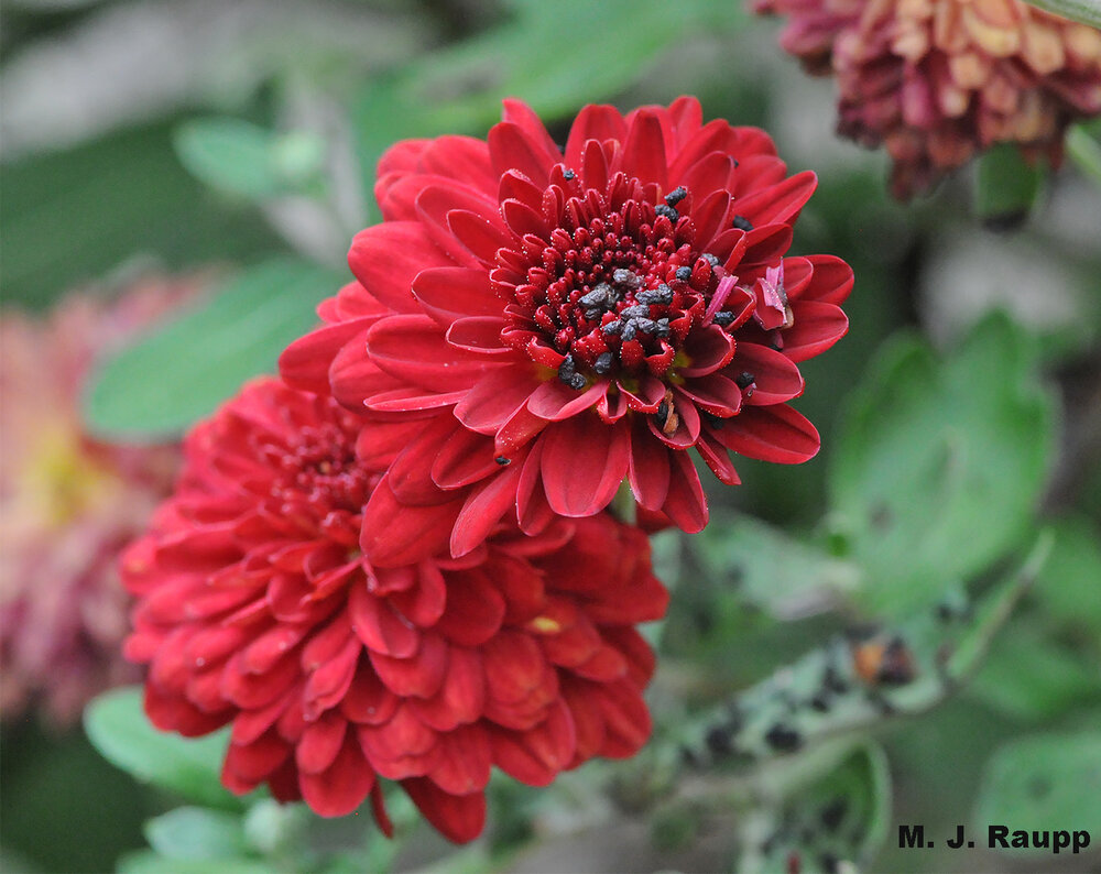 A blossom full of frass is a pretty good clue that a caterpillar may be lurking nearby.