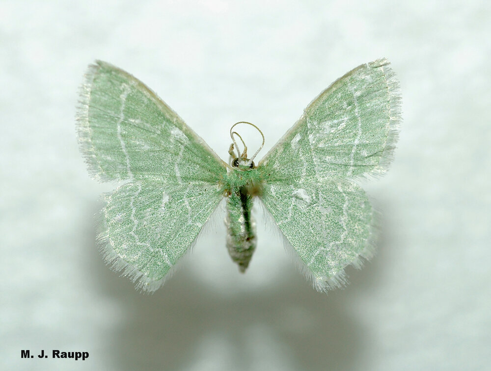 The camouflaged looper turns into the pretty wavy-lined emerald moth.