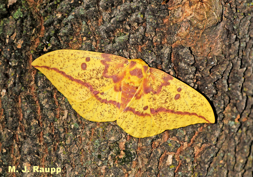 Gorgeous Imperial moths can sometimes be spotted on tree trunks where they await their mate.