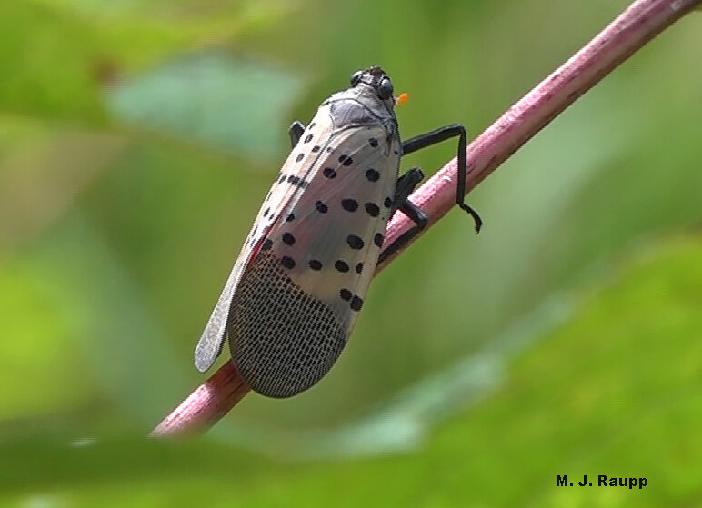 Slender spotted lanternflies like this one that landed on a small twig just before I snapped this photo are often flight capable, unmated females searching for suitable host plants on which to feed and produce batches of eggs.