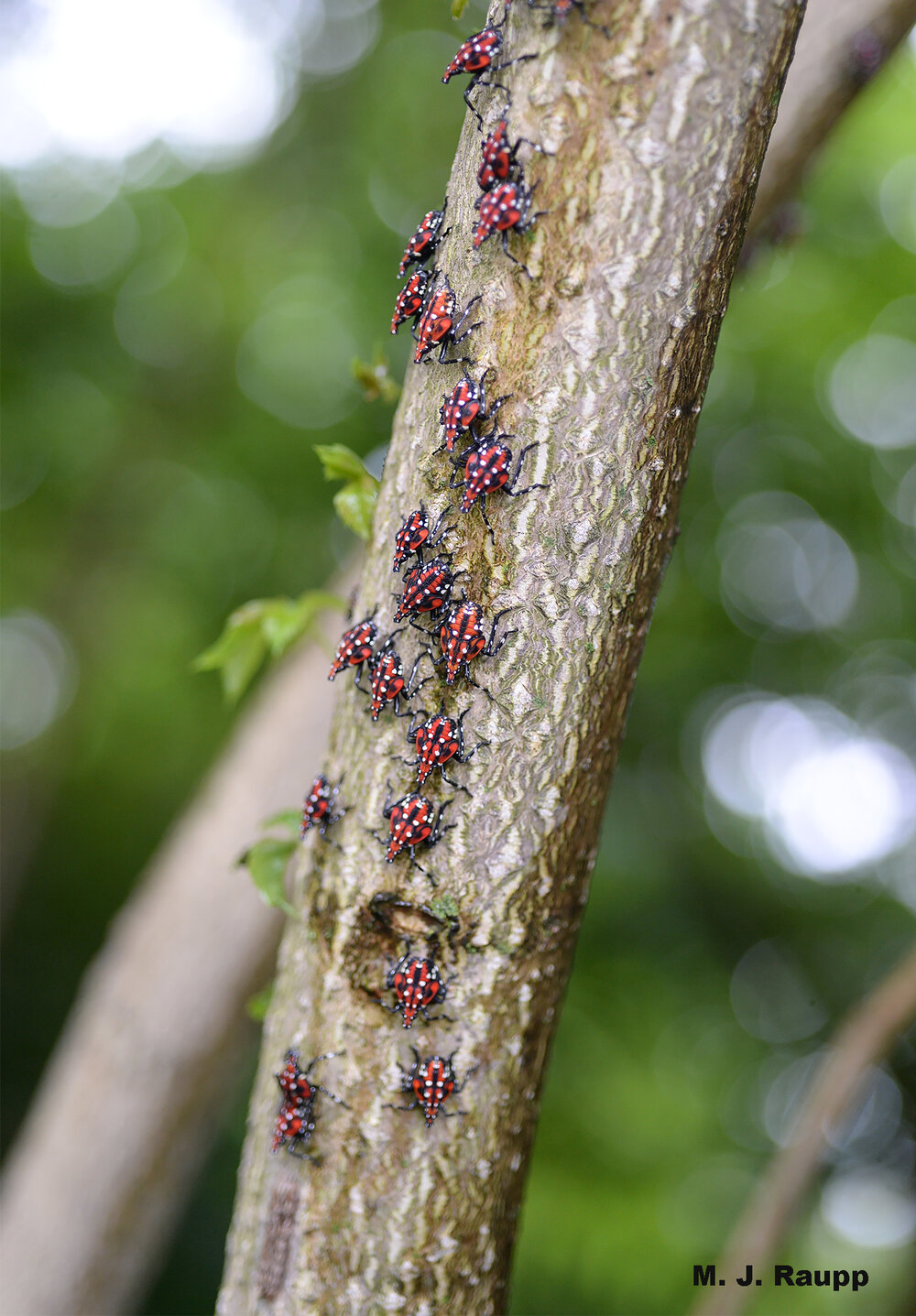 In deciduous forests spotted lanternfly nymphs traveled surprisingly long distances, up to 65 meters from a point of release.