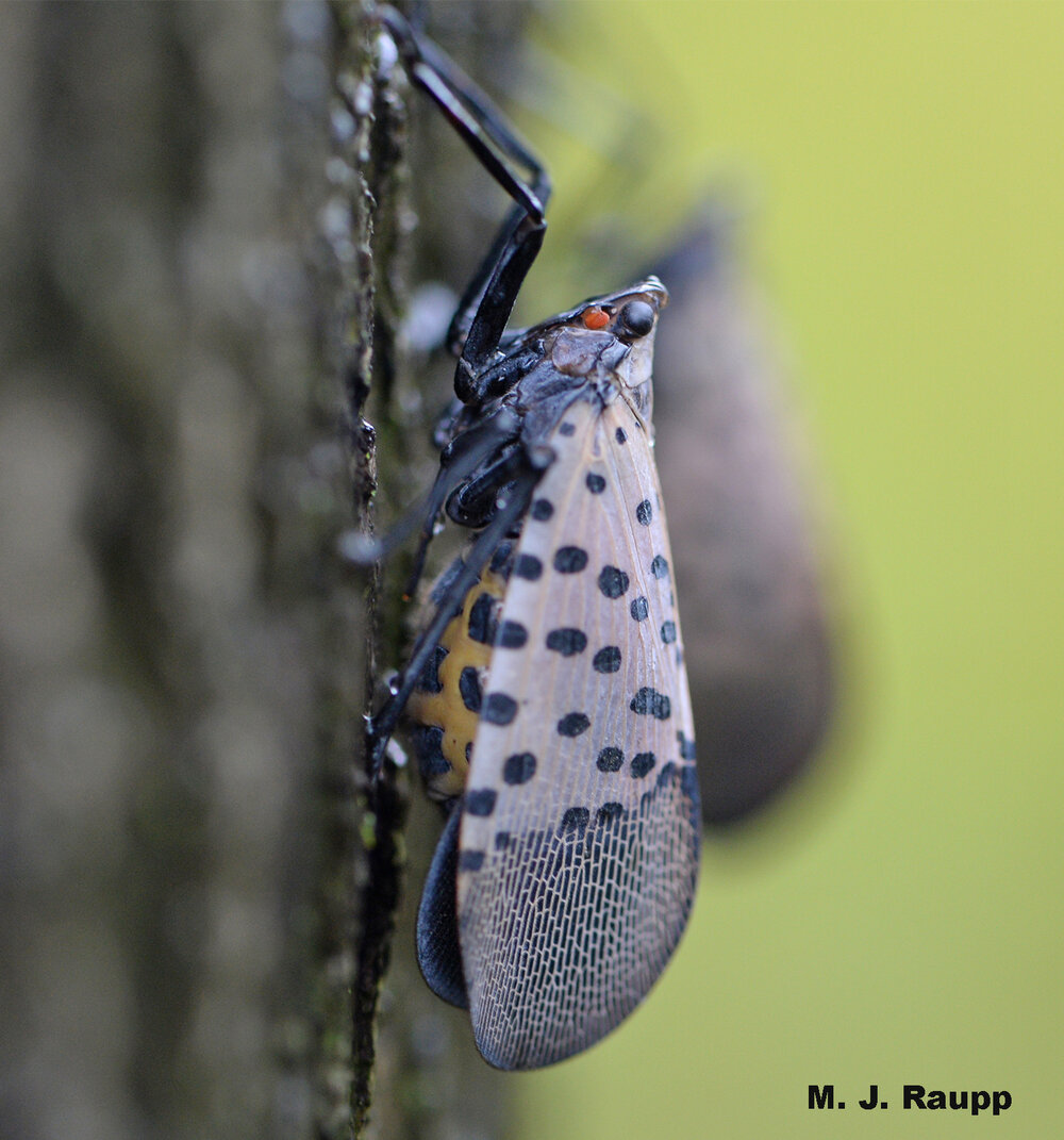 Rotund spotted lanternflies like this one with a bright yellow underbelly are generally mated females with limited flight ability.