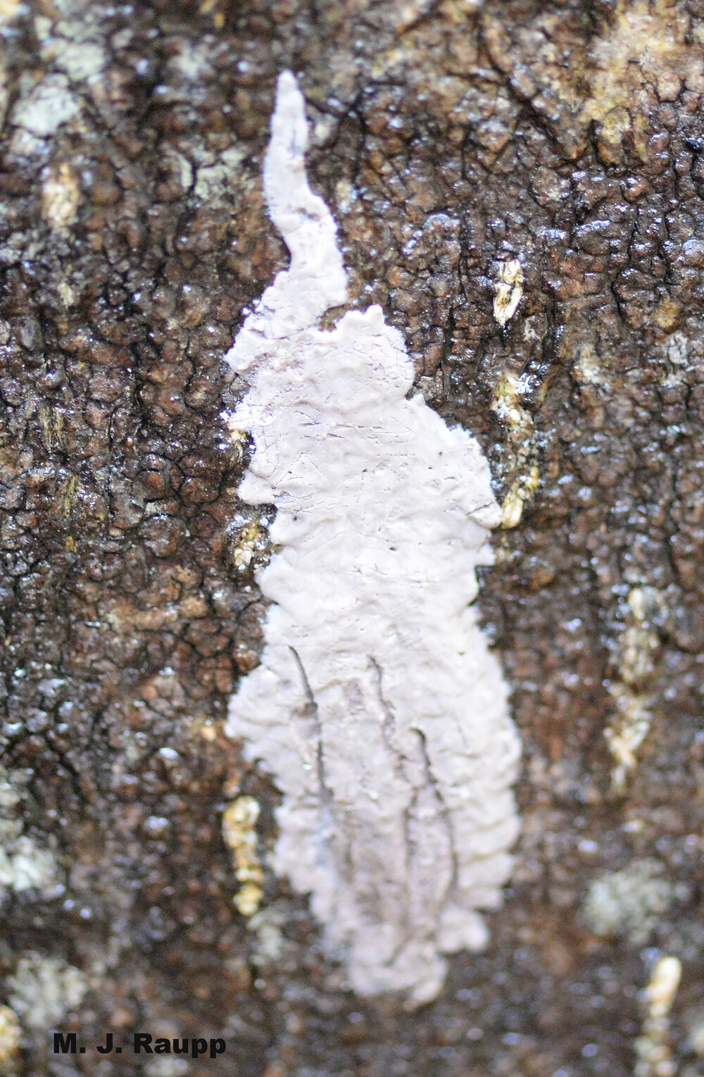Spotted lanternfly egg masses are rather nondescript and often deposited in natural and human-made objects including masonry products, lawn furniture, pallets, and vehicles including automobiles and railroad cars. Movement of eggs is thought to be a major component of the long distance spread of spotted lanternflies.