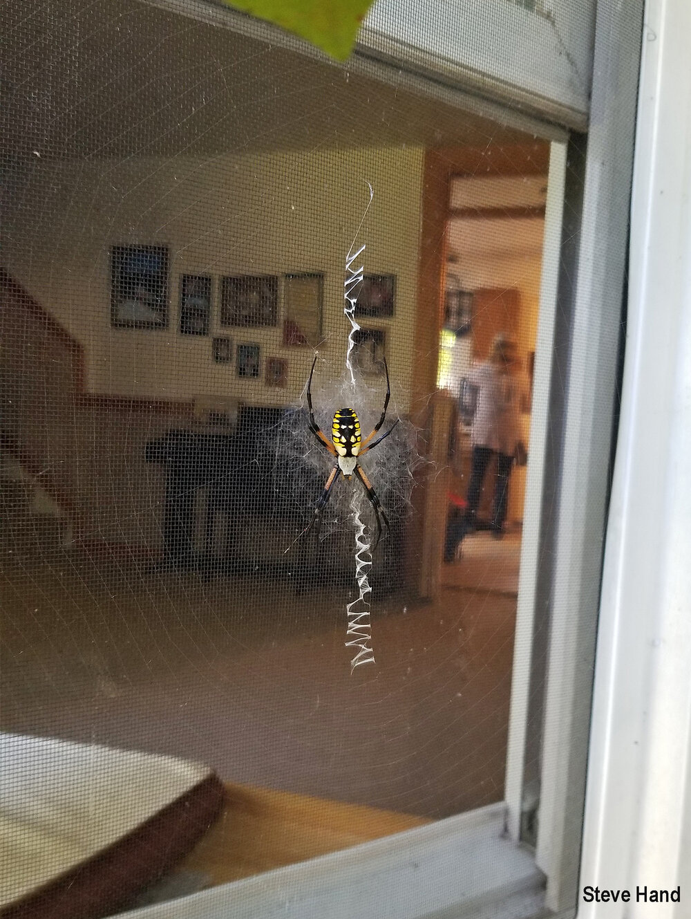 Black and yellow garden spiders can be quite entertaining when they spin their webs in windows. Notice the beautiful stabilimentum. Image credit: Steve Hand