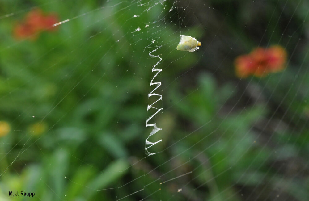 A stabilimentum of heavy silk adorns the center of this web.