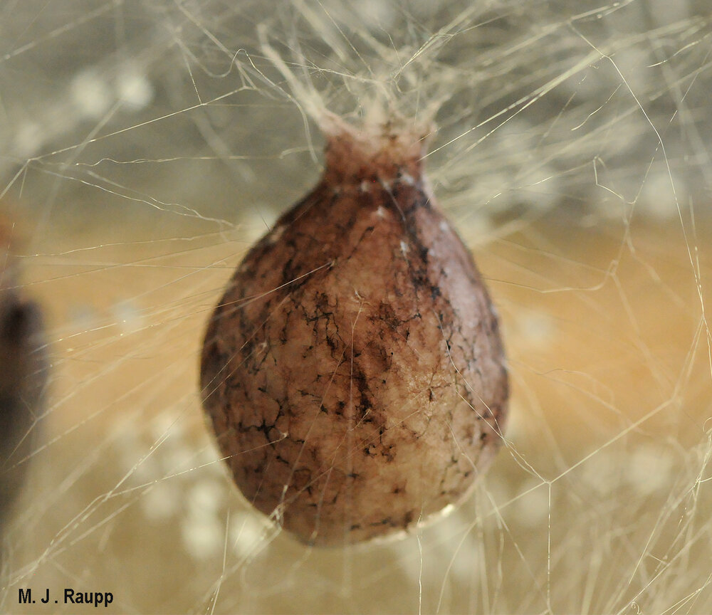 How many spiderlings will emerge from an egg case the size of a very large marble?