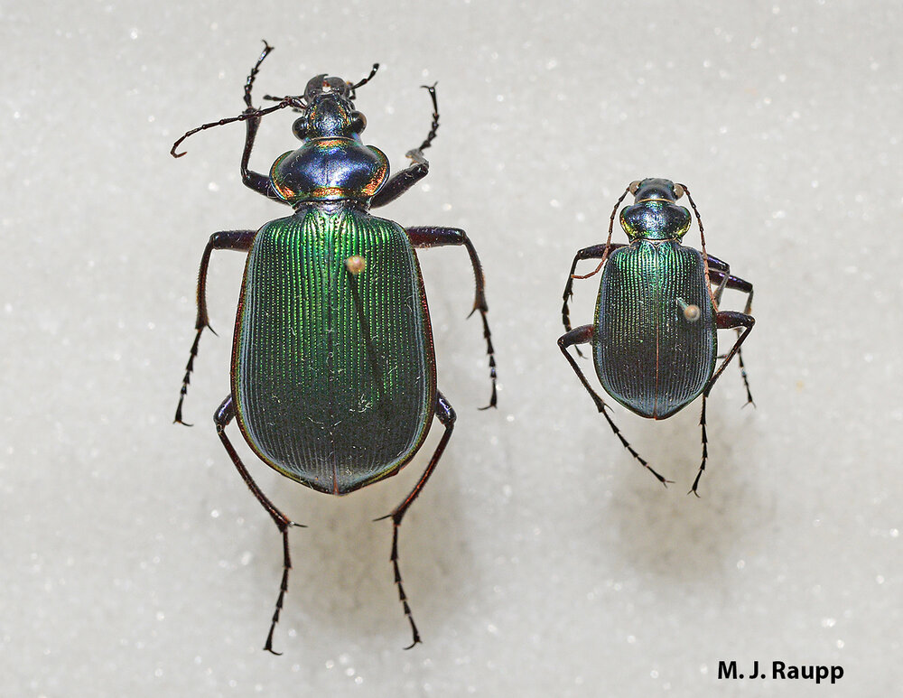 Calosoma wilcoxi (right) is about one third the size of its cousin, the fiery searcher Calosoma scrutator (left). Both climb trees to devour caterpillars.