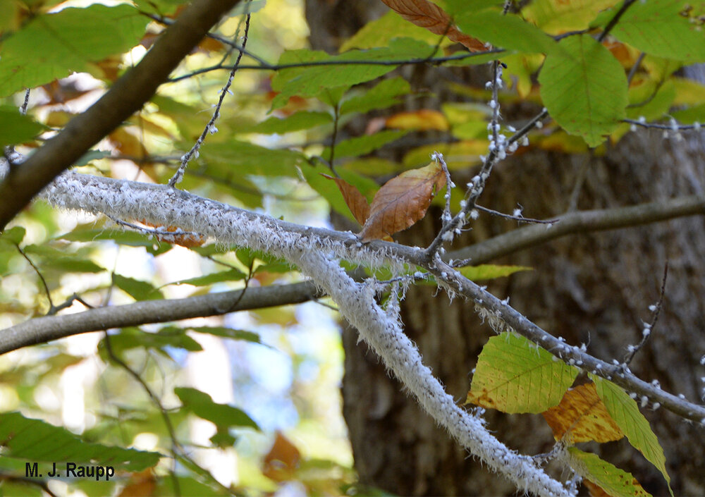 That’s not snow you see on the branches of an American beech tree. You’re looking at white wax produced by thousands of tiny sap-sucking woolly aphids.