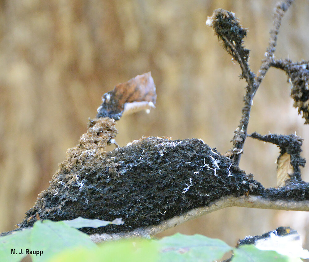 Honeydew excreted by legions of aphids rain down on leaves and branches below. This sugar-rich solution is the substrate for a specialist sooty mold fungus, Scorias spongiosa . This fungus cloaks leaves and branches and sometimes forms dense sponge-like mats several inches thick.