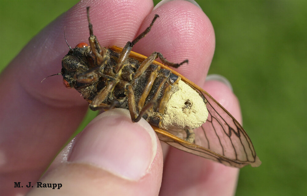 Next spring Massospora fungi will zombiefy periodical cicadas, taking control of their minds and behaviors while turning their abdomens into buff-colored fungus gardens.