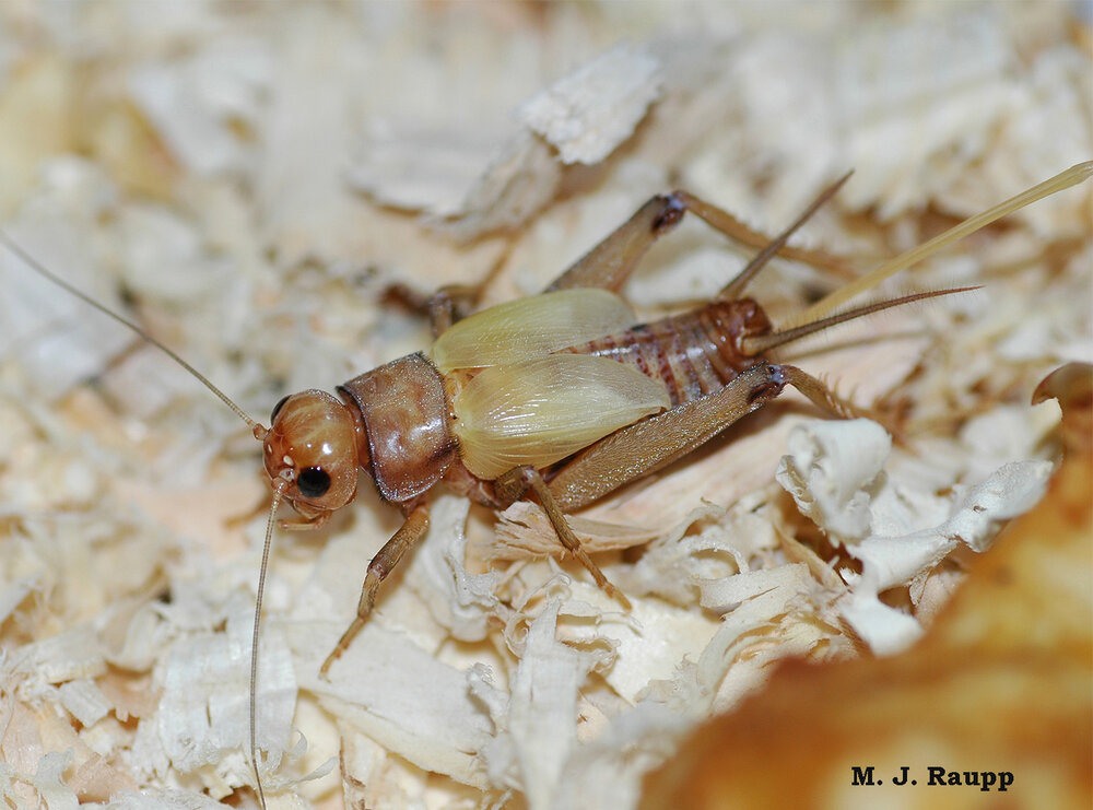 Crickets become “suicidal” after being infected by horsehair nematode worms. Click here to see images of horsehair worms.