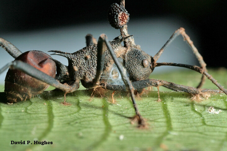 Ready to release their spores, parasol-like fruiting bodies of Ophiocordyceps rise from the corpse of their zombie ant host. Photo courtesy of David P. Hughes