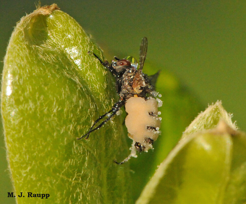 Seedcorn flies infected with Entomophthora climb high on plants. Their grotesquely swollen abdomens are attractive to male flies that will attempt to mate with them, thereby becoming infected and furthering the spread of Entomophthora.