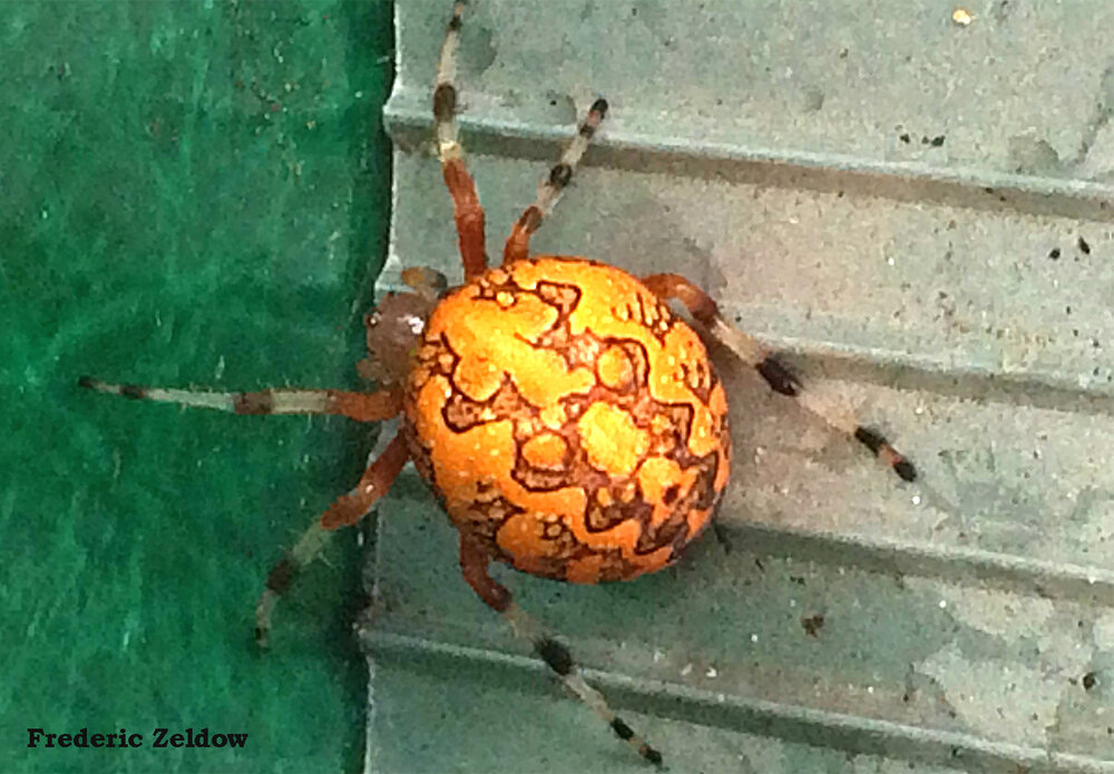 Marbled orb weavers can be found in residential landscapes, fields, and forests from spring until late autumn in Maryland. Despite its scary appearance this orb-weaver poses little threat to humans greater than 2 inches tall. Photo credit: Frederic Zeldow