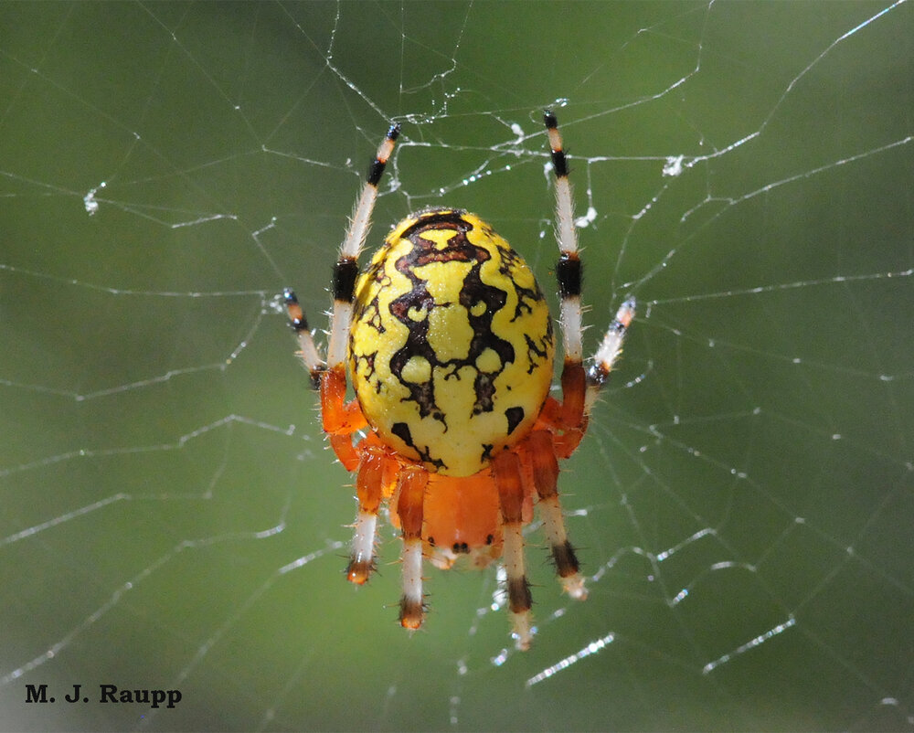 Markings of this immature marbled orb-weaver are stunning.