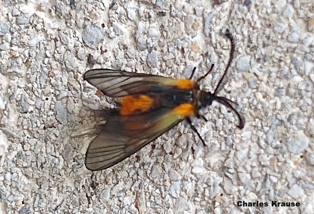 Adult euonymus leaf-notcher moths fly in autumn and mimic wasps. This one was found less than 10 miles from the Pennsylvania boarder in Hampstead, Maryland. Photo credit: Charles Krause