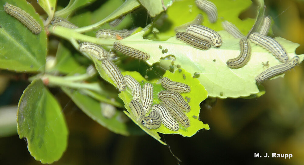 Hordes of caterpillars strip leaves and create frass fouled foliage (repeat three times fast).