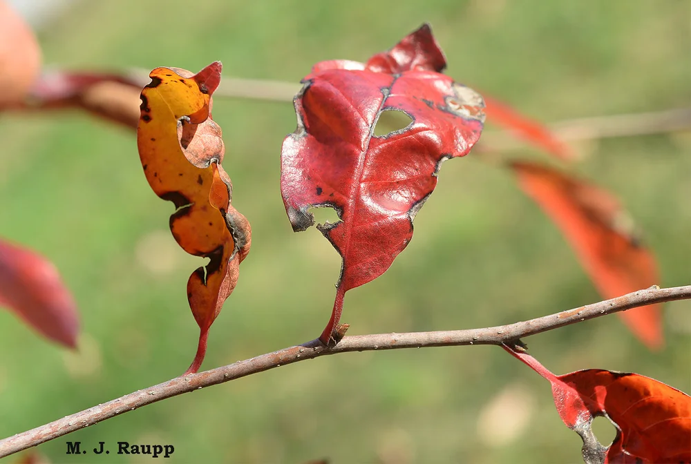 Twisted gnarly leaves on my pretty Nyssa are the handiwork of a tiny gall-making insect.