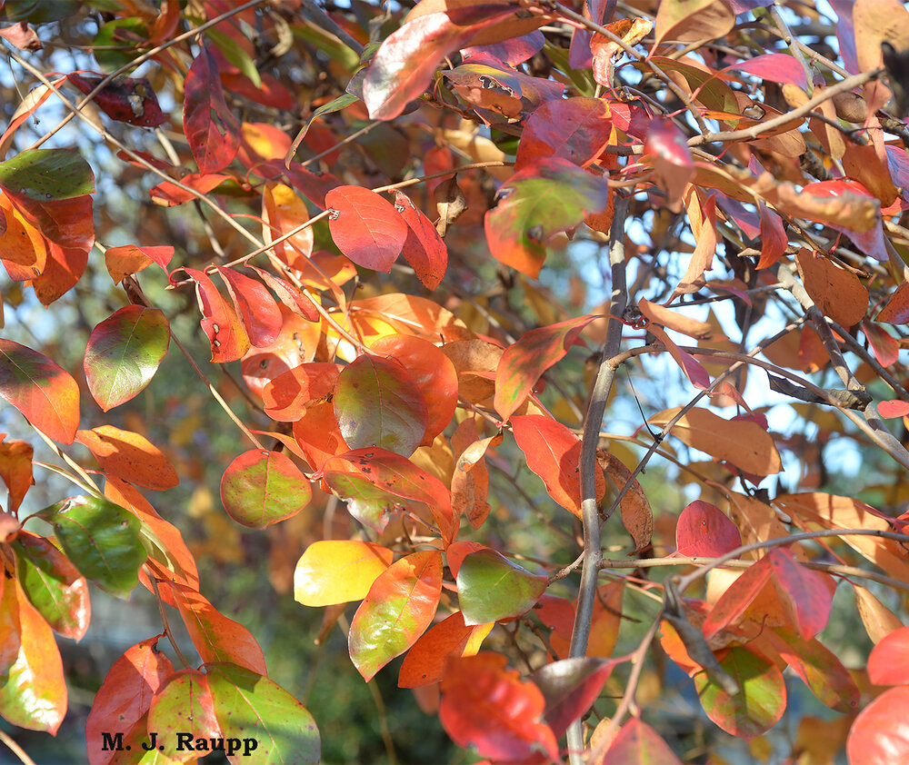 The range of color in Nyssa’s autumn display is hard to beat.