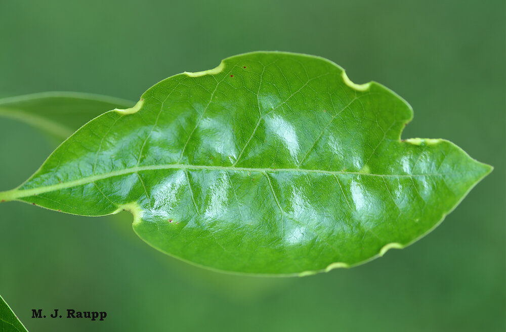 Early in the growing season, phylloxerids induce small crescent-shaped galls along the margins of leaves.