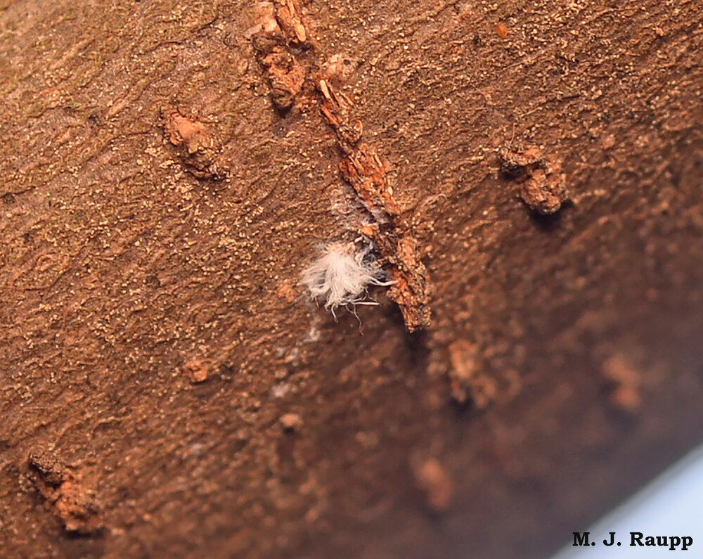 Up in the treetop, flocculant tufts of wax mark the location of tiny insects. Are these overwintering phylloxerids that will lay claim to my Nyssa next spring?