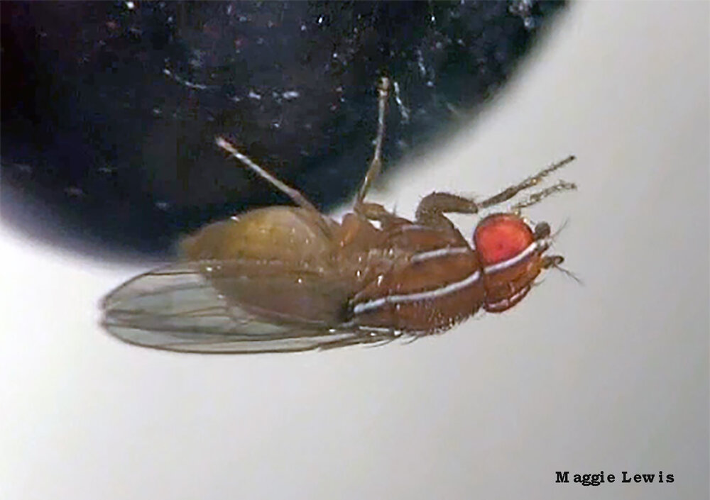 Fruit flies like this African fig fly may join Thanksgiving festivities in your home. Photo credit: Maggie Lewis