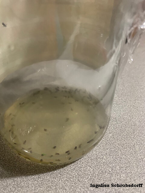 Dozens of fruit flies could not escape the irresistible odors of vinegar. Once inside the jar, a perforated plastic cover prevented escape and sealed their fate. Photo credit: Ingalisa Schrobsdorff