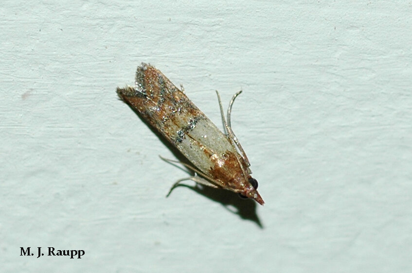 Sparkling scales of brown, black, and silver give the Indian meal moth a rather comely appearance.